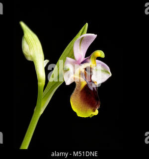 L'Orchidée mouche, Ophrys tenthredinifera, dans l'ouest du Portugal. Fleur fraîchement ouverte avec les pollinies toujours plié dans l'anthère. Banque D'Images