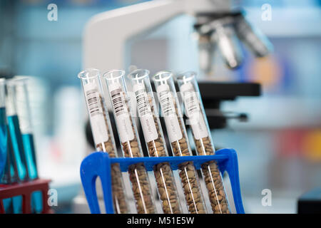 Graines et céréales dans le laboratoire de la qualité des aliments Banque D'Images