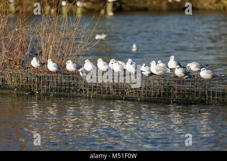 Les mouettes et les canards dans l'Alexandra Palace, lac de plaisance dans un ciel ensoleillé mais froid jour d'hiver dans la capitale comprend : Atmosphère Où : London, Royaume-Uni Quand : 19 Jan 2018 Credit : WENN.com Banque D'Images