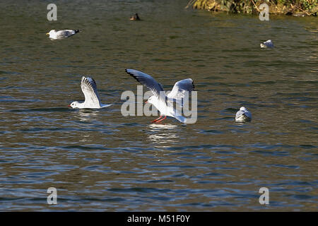 Les mouettes et les canards dans l'Alexandra Palace, lac de plaisance dans un ciel ensoleillé mais froid jour d'hiver dans la capitale comprend : Atmosphère Où : London, Royaume-Uni Quand : 19 Jan 2018 Credit : WENN.com Banque D'Images