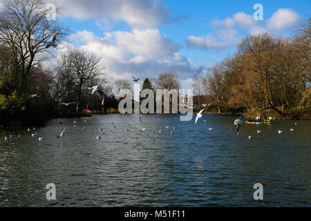 Les mouettes et les canards dans l'Alexandra Palace, lac de plaisance dans un ciel ensoleillé mais froid jour d'hiver dans la capitale comprend : Atmosphère Où : London, Royaume-Uni Quand : 19 Jan 2018 Credit : WENN.com Banque D'Images