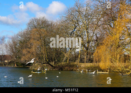 Les mouettes et les canards dans l'Alexandra Palace, lac de plaisance dans un ciel ensoleillé mais froid jour d'hiver dans la capitale comprend : Atmosphère Où : London, Royaume-Uni Quand : 19 Jan 2018 Credit : WENN.com Banque D'Images