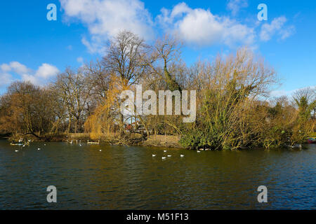 Les mouettes et les canards dans l'Alexandra Palace, lac de plaisance dans un ciel ensoleillé mais froid jour d'hiver dans la capitale comprend : Atmosphère Où : London, Royaume-Uni Quand : 19 Jan 2018 Credit : WENN.com Banque D'Images