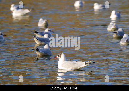 Les mouettes et les canards dans l'Alexandra Palace, lac de plaisance dans un ciel ensoleillé mais froid jour d'hiver dans la capitale comprend : Atmosphère Où : London, Royaume-Uni Quand : 19 Jan 2018 Credit : WENN.com Banque D'Images