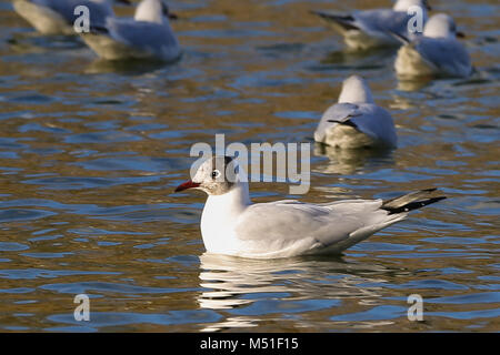 Les mouettes et les canards dans l'Alexandra Palace, lac de plaisance dans un ciel ensoleillé mais froid jour d'hiver dans la capitale comprend : Atmosphère Où : London, Royaume-Uni Quand : 19 Jan 2018 Credit : WENN.com Banque D'Images