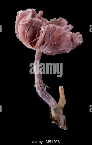 Studio photo d'un séducteur améthyste Laccaria amethystina, toadstool. Dorset England UK GO sur un fond noir Banque D'Images