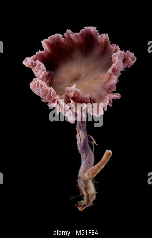 Studio photo d'un séducteur améthyste Laccaria amethystina, toadstool. Dorset England UK GO sur un fond noir. Banque D'Images