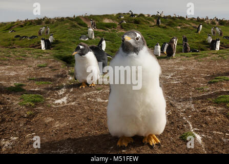 Gros plan d'une Gentoo pingouin (Pygoscelis papua) chick, îles Falkland. Banque D'Images