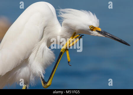 Une Aigrette neigeuse peut habituellement être trouvé la traque c'est nourriture sur toute la zone côtière en Floride. Celui-ci prend une pause pour le marié lui-même. Banque D'Images