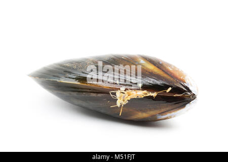 Vivre, corde-cultivé, moules Mytilus edulis, d''un supermarché. La photo montre la barbe ou byssus que les coquillages se fixent aux rochers. Banque D'Images