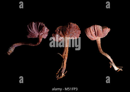 Studio photo de trois prétendants améthyste toadstools, Laccaria amethystina. Dorset England UK GO sur un fond noir Banque D'Images