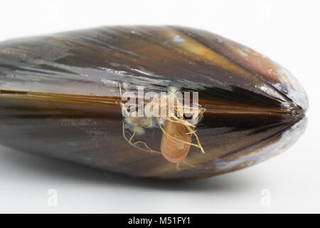 Vivre, corde-cultivé, moules Mytilus edulis, acheté dans un supermarché photo montre la barbe, ou byssus, avec un joint de moules juvéniles. England UK GO Banque D'Images