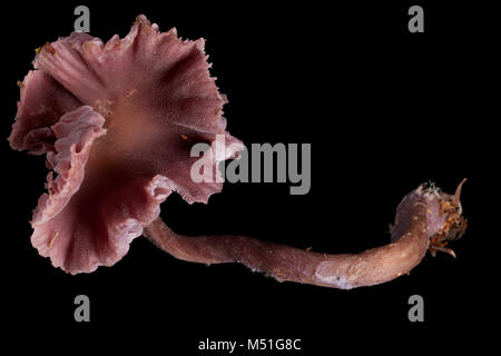 Studio photo d'un séducteur améthyste Laccaria amethystina, toadstool. Dorset England UK GO sur un fond noir. Banque D'Images