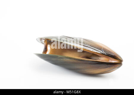 Vivre, corde-cultivé, moules Mytilus edulis, acheté dans un supermarché. La coquille doit se fermer lorsqu'on les frappe. England UK GO Banque D'Images