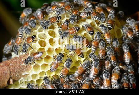 Groupe de l'équipe de travail d'abeilles photo avec flash eclairage basse lumière et ombre sombre. Banque D'Images