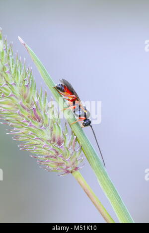 Wasp sur Timothy grass Banque D'Images