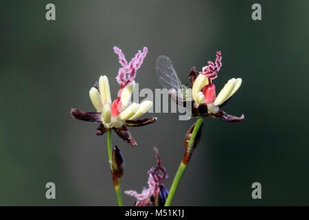 Fleurs de Juncus gerardii, Blackgrass, connu aussi sous le nom de pointe de l'aiguille noire ou Saltmarsh rush Banque D'Images