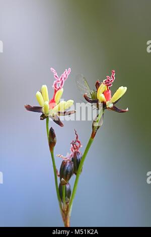 Fleurs de Juncus gerardii, Blackgrass, connu aussi sous le nom de pointe de l'aiguille noire ou Saltmarsh rush Banque D'Images