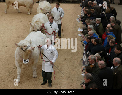 Taureaux Charolais sont exhibés dans le ring d'exposition avant la vente à la vente Bull Stirling Stirling au centre agricole. La vente aux enchères de renommée mondiale ont été créés en 1865 et sont partie intégrante de la calendrier agricole. Banque D'Images