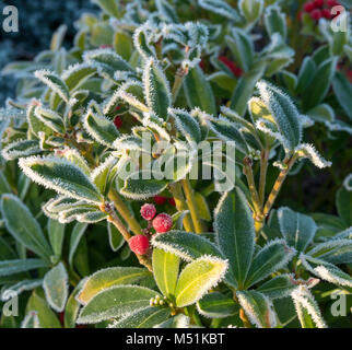 Cristaux de glace sur les feuilles et fruits rouges d'un Skimmia japonica sur un jour d'hiver ensoleillé Banque D'Images