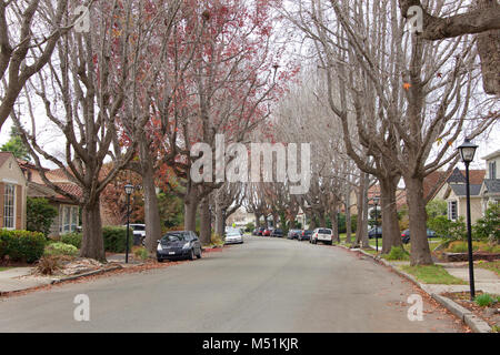 Haut ambre liquide, communément appelé sweet gum tree, ou American sweet gum tree, doublure d'un ancien quartier dans le Nord de la Californie. La plupart des succursales ba Banque D'Images