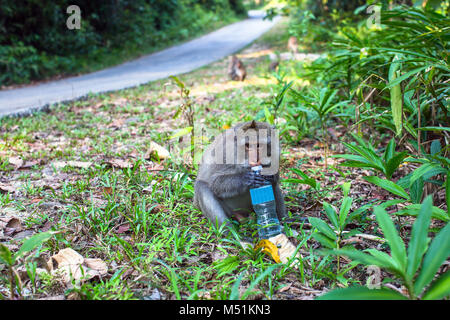 Un singe avec une bouteille en plastique se trouve sur le côté de la route. Banque D'Images