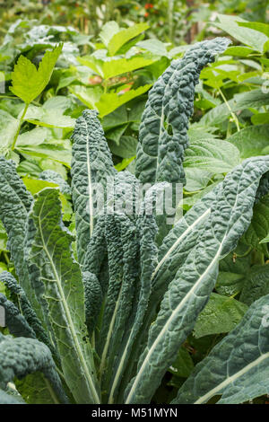 Tall, Toscane biologique kale (AKA Italien, Lacinato ou kale dinosaure) pousse dans une zone densément planté lit de diverses plantes dans un jardin potager. Banque D'Images