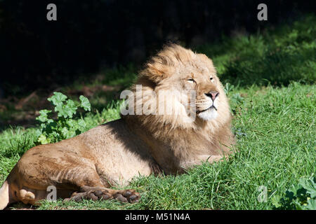 Young male lion pose dans l'herbe verte de loucher en plein soleil. Considéré comme le 2e plus gros chat espèces après le tigre, et est facilement Banque D'Images