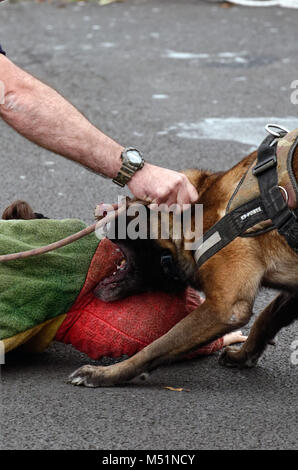 Les forces françaises à la réunion de l'unité de chien Banque D'Images