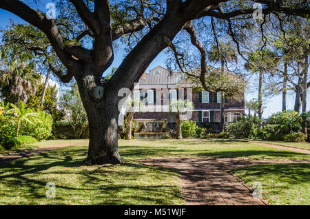 Arbre de chêne énorme dans le sud du jardin de quartier historique de Saint Augustine, en Floride. Banque D'Images