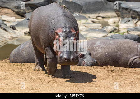 Hippopotames marcher on riverbank Banque D'Images