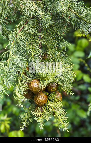 Close up de cône de cyprès accroché sur une branche d'arbre Banque D'Images