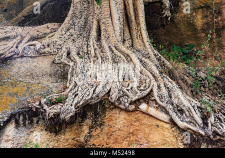 Racines de l'érable sycomore à gros fruits (Fig Ficus sycomorus),Hawzien,tigré,Ethiopie Banque D'Images