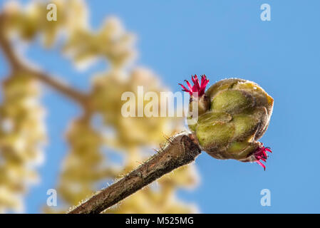 Le noisetier commun (Corylus avellana) châton de bud, dissimulé dans les styles avec seulement rouge visible contre le ciel bleu Banque D'Images