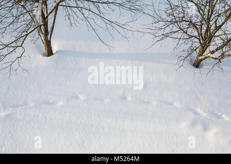 Les arbres et les traces de pas dans des bancs de neige en hiver Banque D'Images