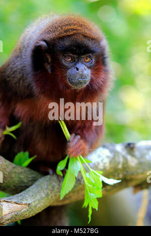 Titi cuivré (Plecturocebus cupreus),hot,se trouve sur l'arbre,manger,animal en captivité,portrait Banque D'Images