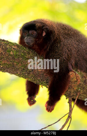 Titi cuivré (Plecturocebus cupreus),hot,couché sur,direction,repos portrait animal captif, Banque D'Images