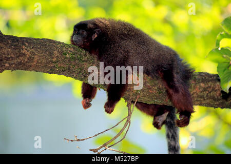 Titi cuivré (Plecturocebus cupreus),hot,couché sur,direction,repos portrait animal captif, Banque D'Images