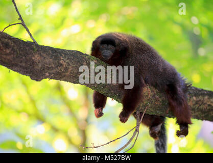 Titi cuivré (Plecturocebus cupreus),hot,couché sur,direction,repos portrait animal captif, Banque D'Images