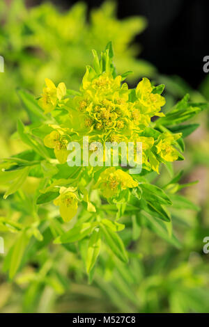 L'euphorbe des marais (Euphorbia palustris),Allemagne,fleurs Banque D'Images