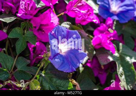 Violet blue Morning Glory s'épanouissent dans un contexte de bougainvillées rose fuchsia vif. Banque D'Images