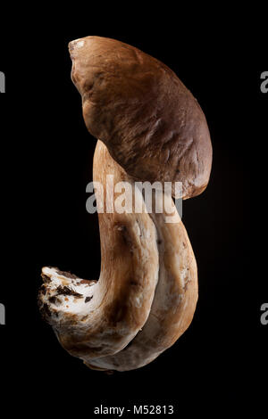 Studio photo d'un seul cep ou penny bun champignons sur fond noir. Hampshire England Uk GO Banque D'Images