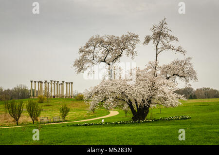 Cherry Blossom tree antique et le Capitole National de colonnes, un monument à Washington, D.C.'s National Arboretum. Banque D'Images