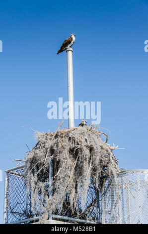 Perché sur un poteau d'Osprey donne alors que son partenaire se trouve dans un nid énorme au parc national Biscayne en Floride. Banque D'Images