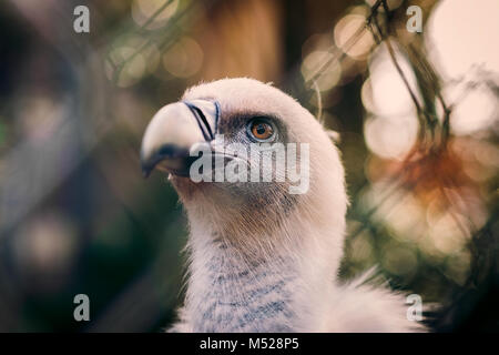 Vautour fauve au Zoo Banque D'Images