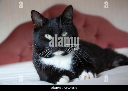 Chat noir et blanc Banque D'Images