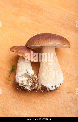 Deux cep ou penny bun, champignons Boletus edulis, photographié dans un studio sur une planche à découper en bois. Hampshire England UK GO Banque D'Images