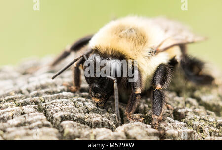 Bee reposant sur un poste en bois Banque D'Images