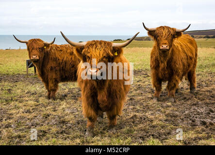 Trio de vaches Highland dans la boue champ avec vue sur mer, dans l'Aberdeenshire, Ecosse, Royaume-Uni Banque D'Images