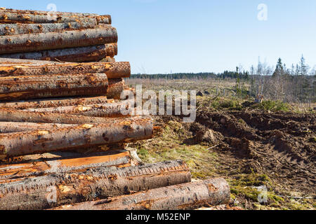 Situé dans un bois clair-abattus dans la forêt Banque D'Images